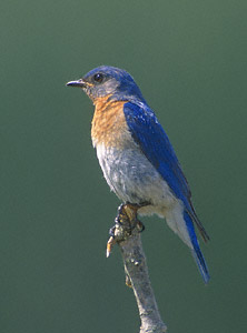 Eastern Bluebird (Sialia sialis) photo image