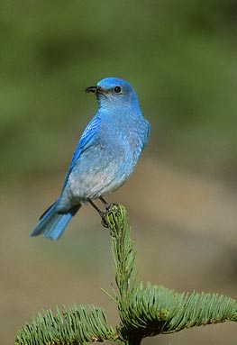 Mountain Bluebird (Sialia currucoides) photo image