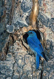 Mountain Bluebird (Sialia currucoides) photo