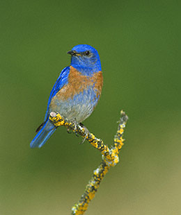 Western Bluebird (Sialia mexicana) photo image