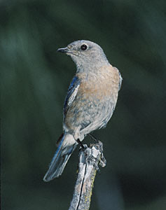 Western Bluebird (Sialia mexicana) photo image