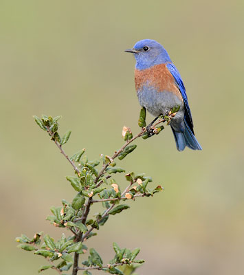 Western Bluebird (Sialia mexicana) photo image