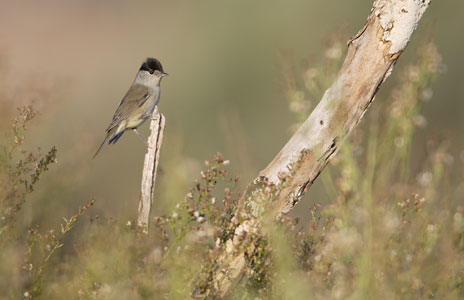 Eurasian Blackcap (Sylvia atricapilla) photo