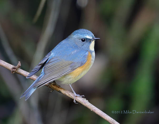 Premium Photo  Red-flanked bluetail tarsiger cyanurus beautiful