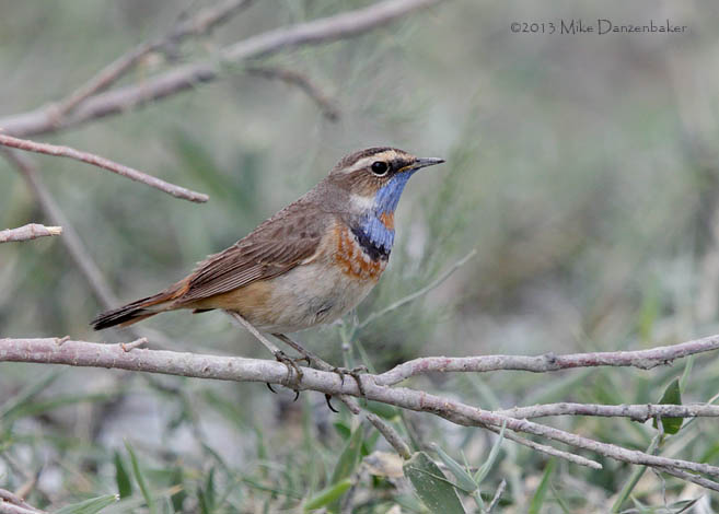 Bluethroat (Luscinia svecica) photo image