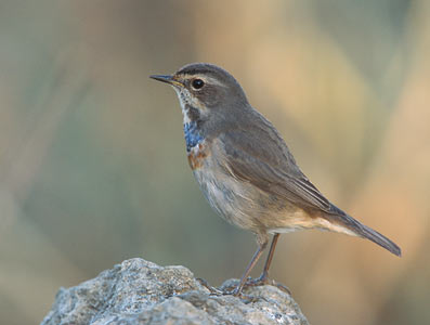 Bluethroat (Luscinia svecica) photo image