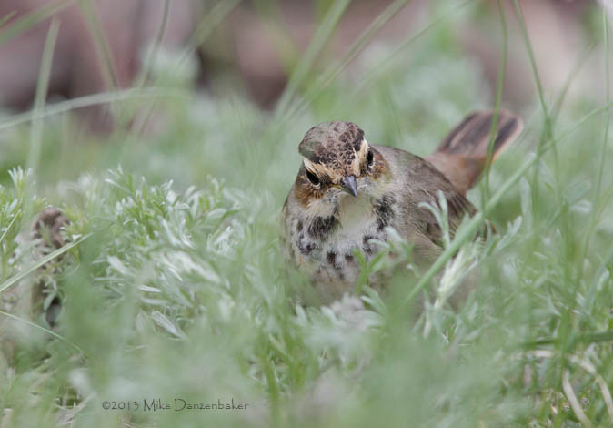 Bluethroat (Luscinia svecica) photo image