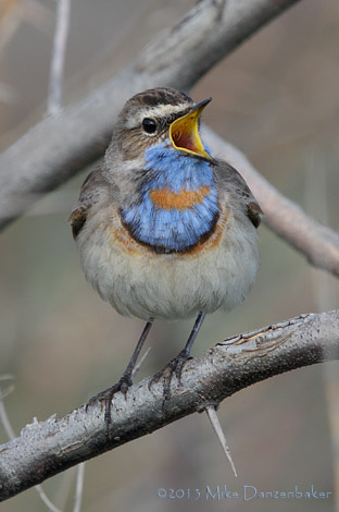 Bluethroat (Luscinia svecica) photo image