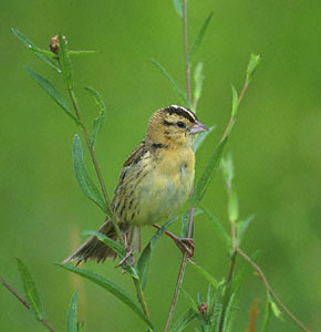 Bobolink (Dolichonyx oryzivorus) photo image