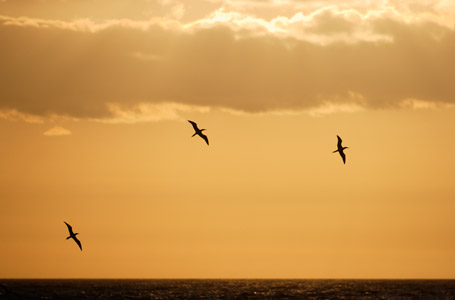 Blue-footed Booby (Sula nebouxii) photo