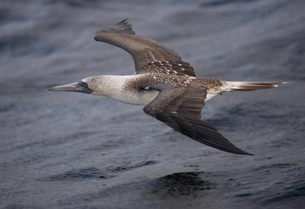 Blue-footed Booby (Sula nebouxii) photo