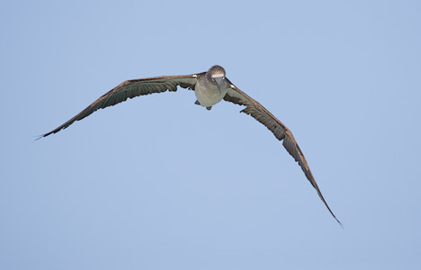 Blue-footed Booby (Sula nebouxii) photo