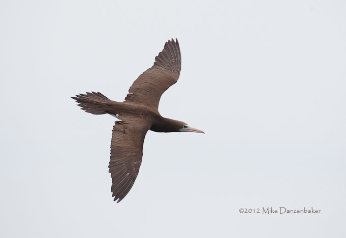Brown Booby (Sula leucogaster) photo