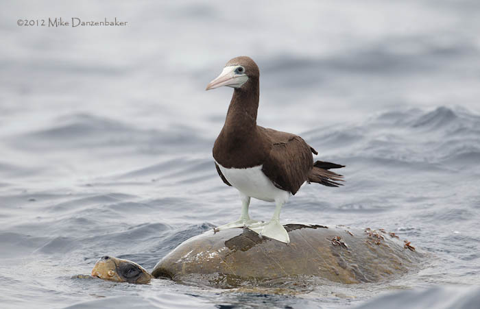 Brown Booby (Sula leucogaster) photo