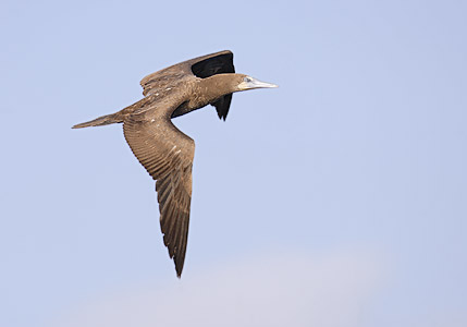 Brown Booby (Sula leucogaster) photo