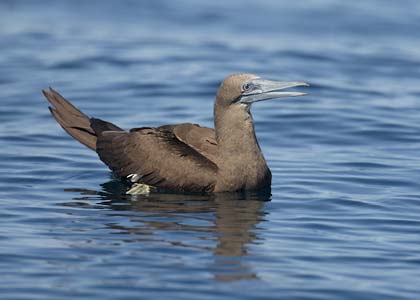 Brown Booby (Sula leucogaster) photo
