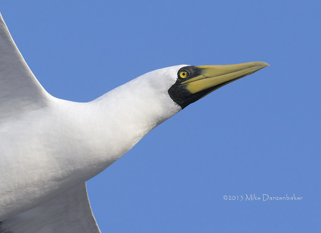 Masked Booby (Sula dactylatra) photo image