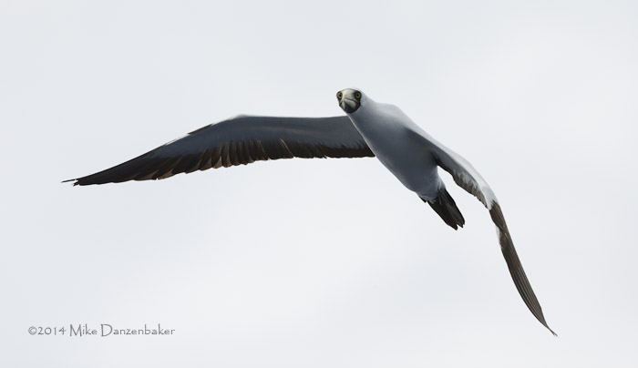 Masked Booby (Sula dactylatra) photo image