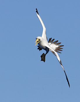 Masked Booby (Sula dactylatra) photo image