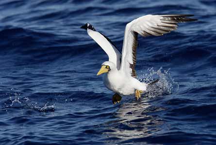 Masked Booby (Sula dactylatra) photo image