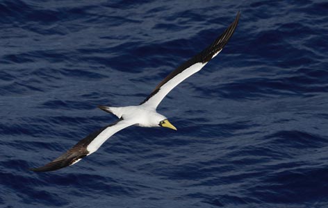 Masked Booby (Sula dactylatra) photo image