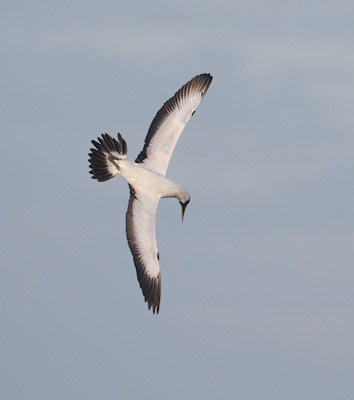Masked Booby (Sula dactylatra) photo image