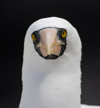 Nazca Booby (Sula granti) photo image