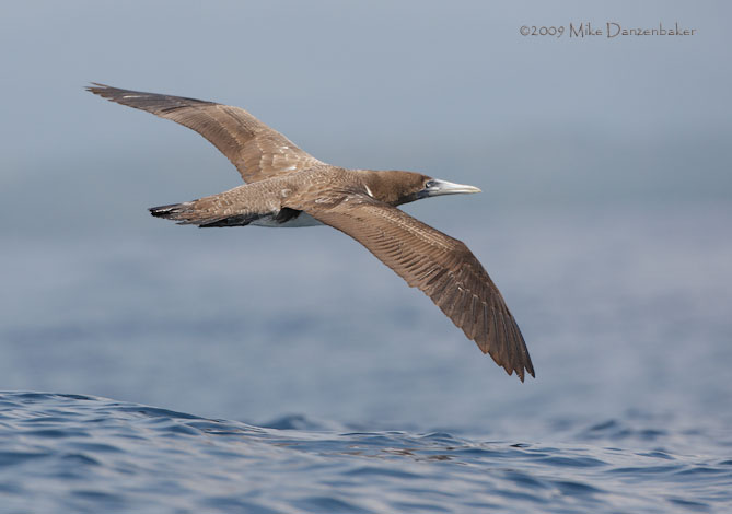 Nazca Booby (Sula granti) photo image