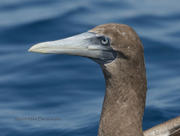 Nazca Booby (Sula granti) photo image