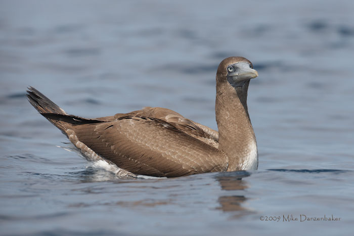 Nazca Booby (Sula granti) photo image