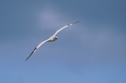 Red-footed Booby (Sula sula) photo image