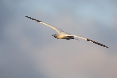 Red-footed Booby (Sula sula) photo