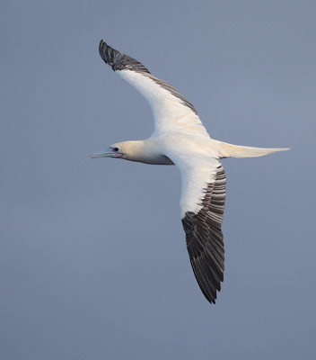 Red-footed Booby (Sula sula) photo
