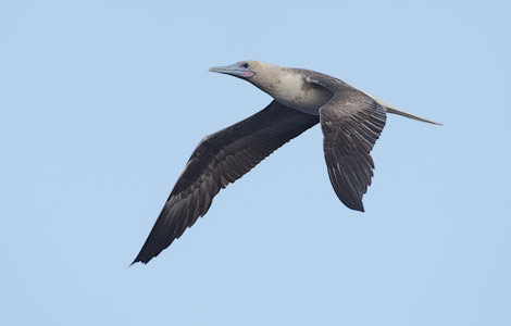 Red-footed Booby (Sula sula) photo