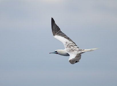 Red-footed Booby (Sula sula) photo