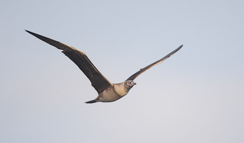 Red-footed Booby (Sula sula) photo