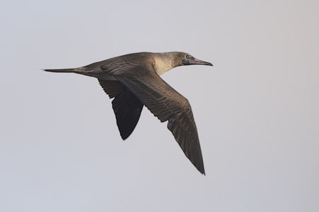 Red-footed Booby (Sula sula) photo