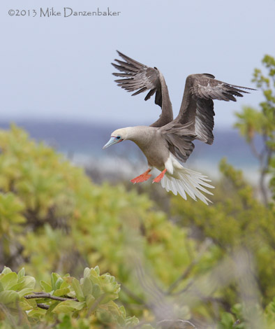 Red-footed Booby (Sula sula) photo