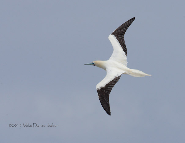 Red-footed Booby (Sula sula) photo
