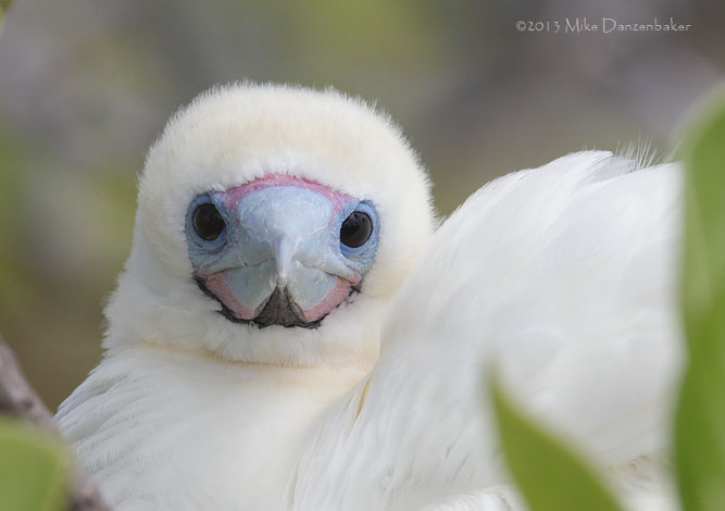 Red-footed Booby (Sula sula) photo