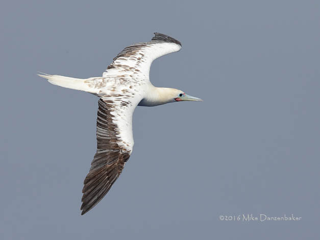 Red-footed Booby (Sula sula) photo