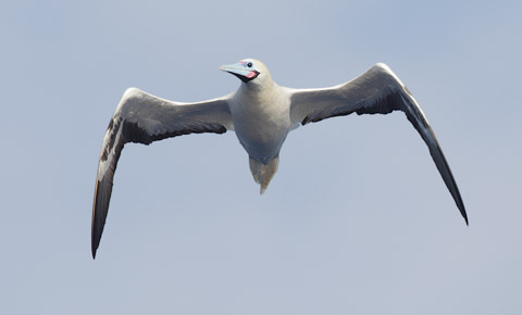 Red-footed Booby (Sula sula) photo