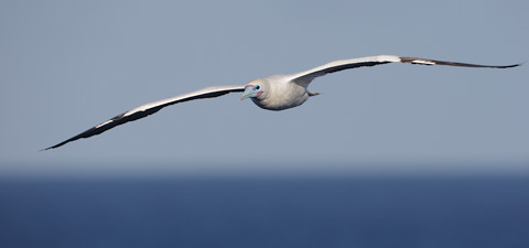 Red-footed Booby (Sula sula) photo