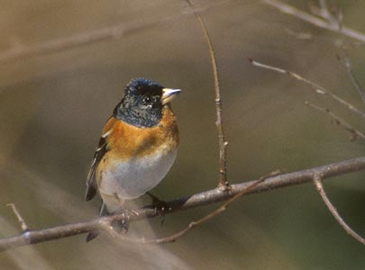 Brambling (Fringilla montifringilla) photo image
