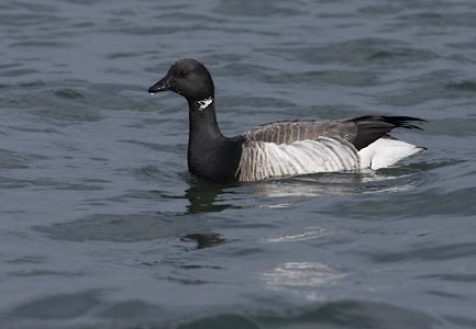 Brant Goose (Branta bernicla) photo image