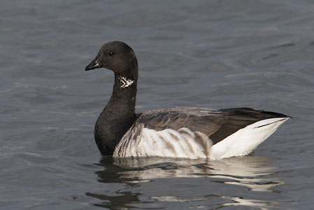 Brant Goose (Branta bernicla) photo image