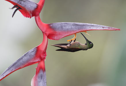 Fawn-breasted Brilliant (Heliodoxa rubinoides) photo image