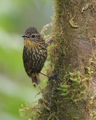 Spotted Barbtail (Premnoplex brunnescens) photo