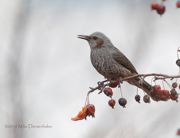 Brown-eared Bulbul (Hypsipetes amaurotis) photo image