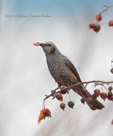 Brown-eared Bulbul (Hypsipetes amaurotis) photo image